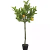 Lemon Fruit Tree in Black Pot