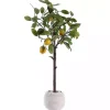 Lemon Tree in White Pot