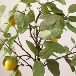 Lemon Tree in White Pot