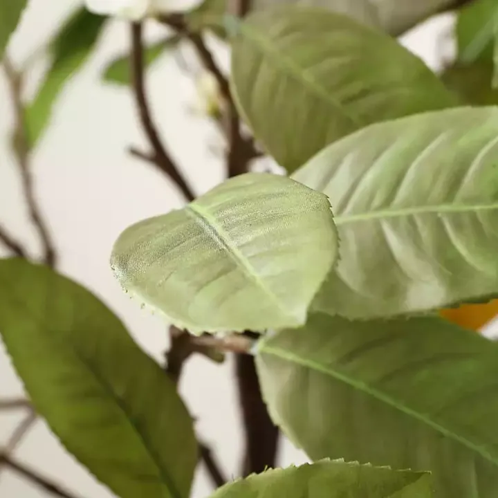 Lemon Tree in White Pot