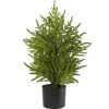 Norfolk Island Pine Mini Tree in Black Planter