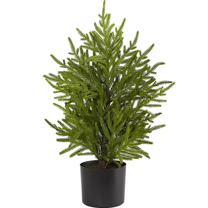 Norfolk Island Pine Mini Tree in Black Planter