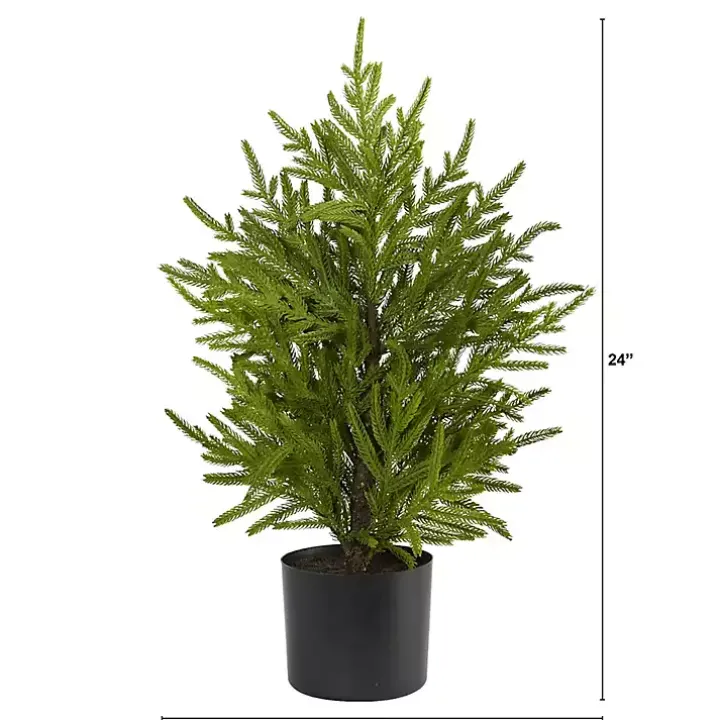 Norfolk Island Pine Mini Tree in Black Planter