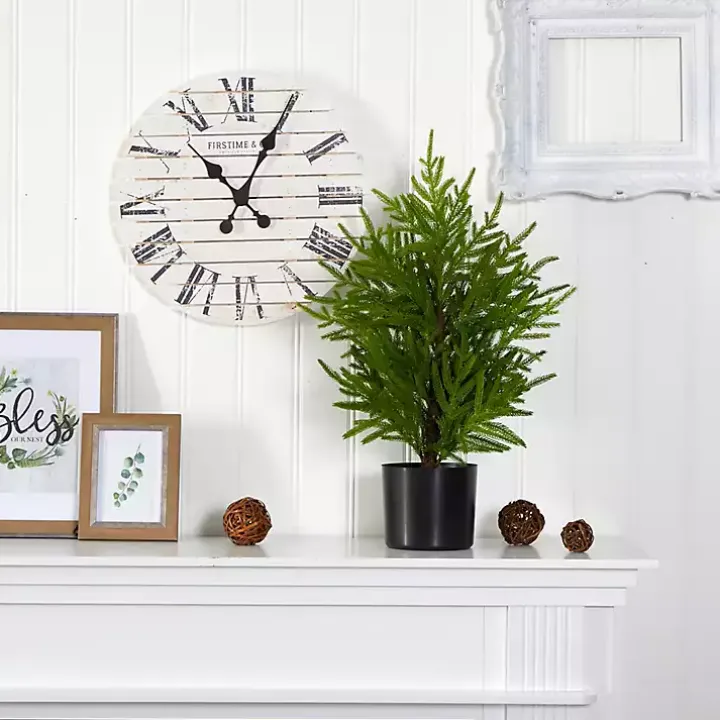 Norfolk Island Pine Mini Tree in Black Planter