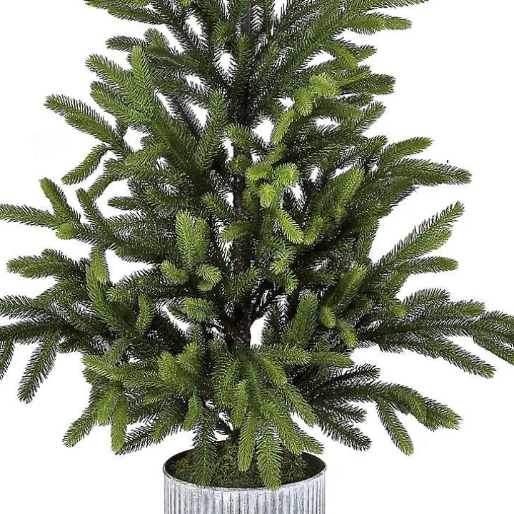 Norway Spruce Potted Christmas Tree