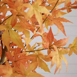 Orange Maple Tree in Black Planter, 7 ft.