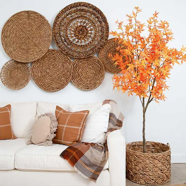 Orange Maple Tree in Black Planter, 7 ft.