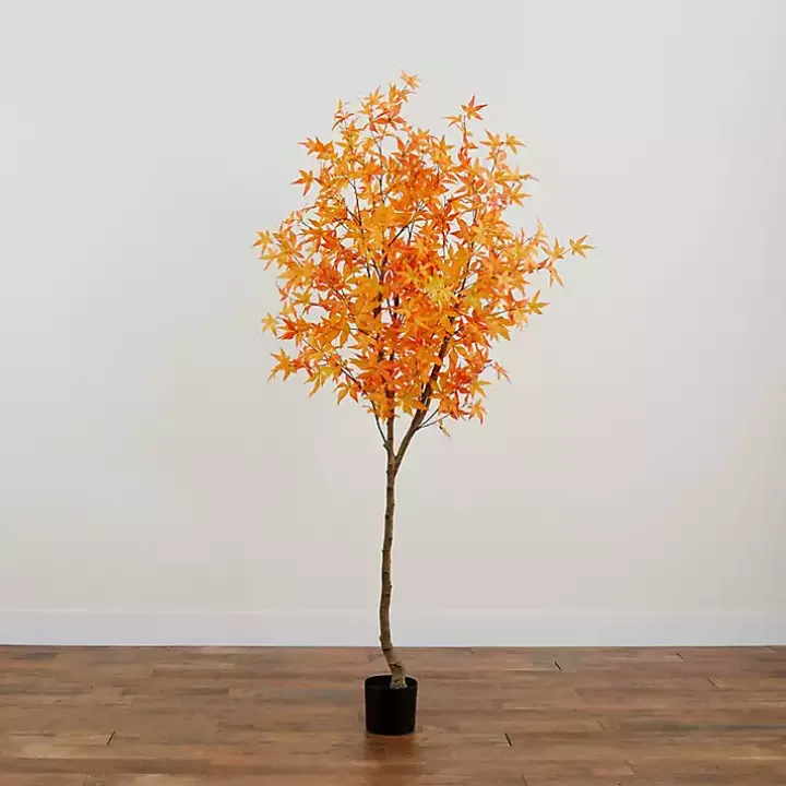 Orange Maple Tree in Black Planter, 7 ft.