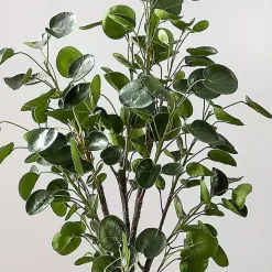 Polyscias Fruiticosa in White Pot