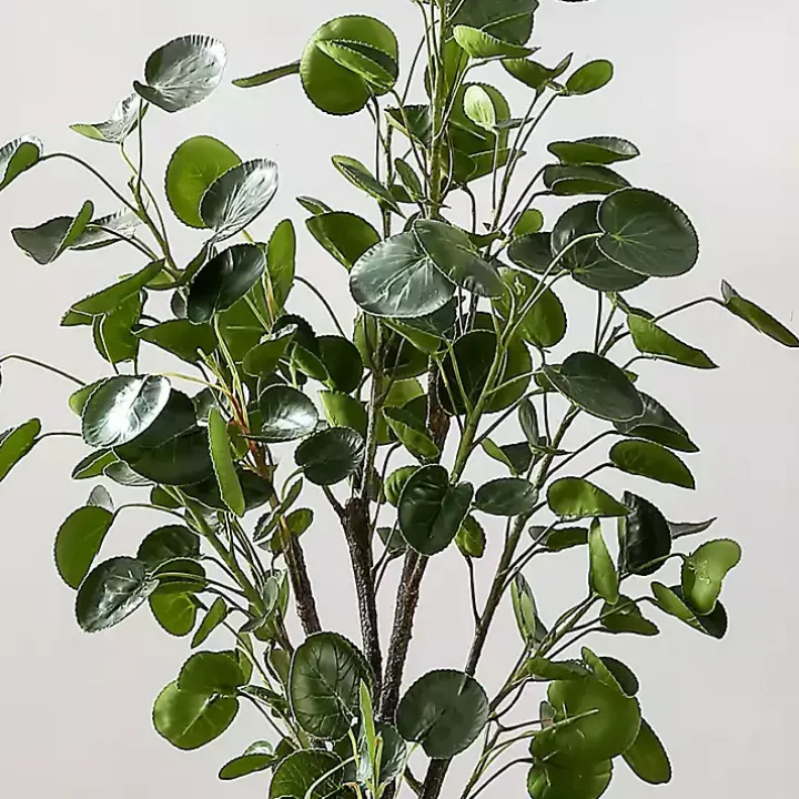 Polyscias Fruiticosa in White Pot