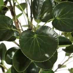 Polyscias Fruiticosa in White Pot