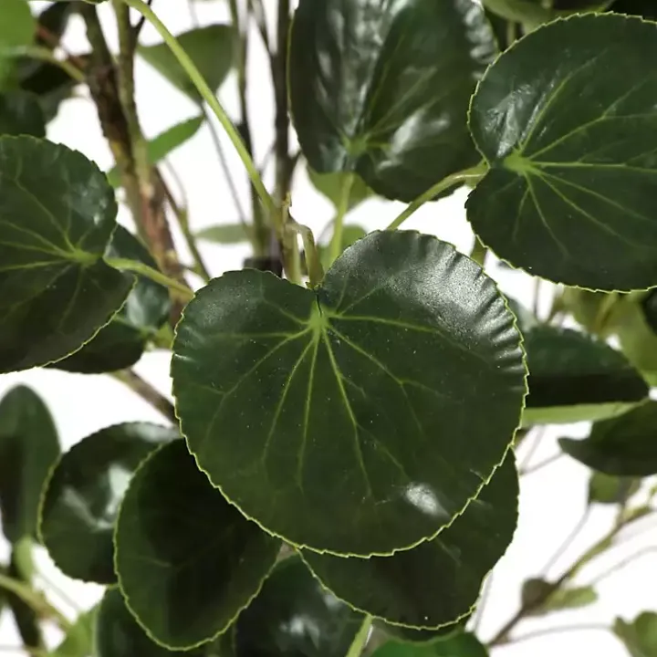 Polyscias Fruiticosa in White Pot