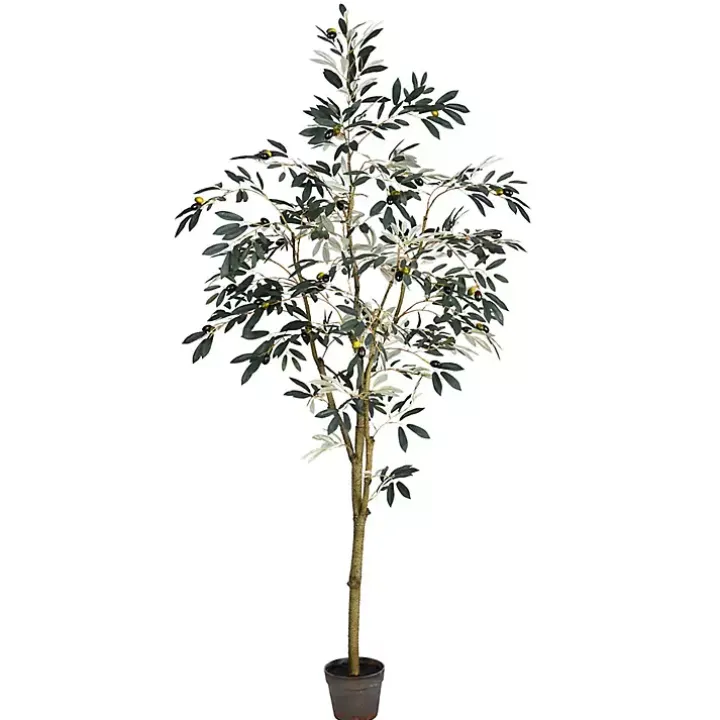 Potted Olive Branch Tree, 6 ft.