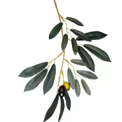 Potted Olive Branch Tree, 6 ft.