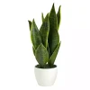 Sansevieria Arrangement in White Planter