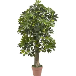 Schefflera Tree in Terra Cotta Planter, 4 ft.