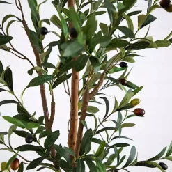 Slim Olive Tree in Woven Planter, 7 ft.