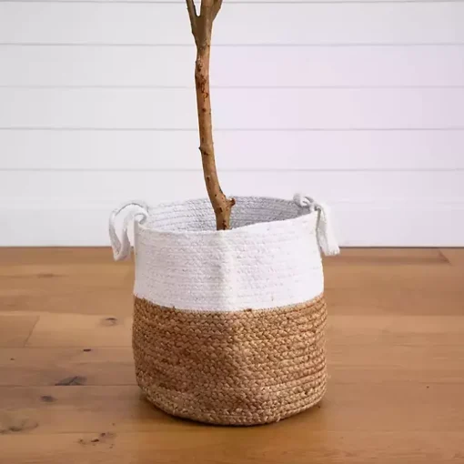 Slim Olive Tree in Woven Planter, 7 ft.