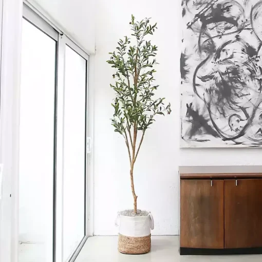 Slim Olive Tree in Woven Planter, 7 ft.