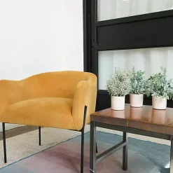 Succulent Arrangements in Cement Pots, Set of 3