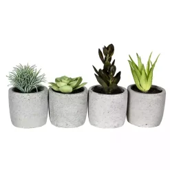 Succulents in Ceramic Pots, Set of 4