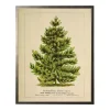 Vintage Pine Tree Framed Art Print