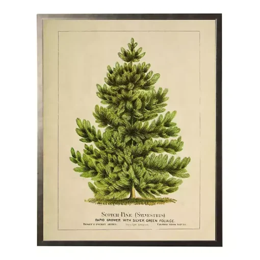 Vintage Pine Tree Framed Art Print