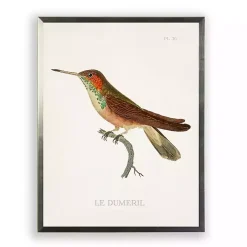Hummingbird II Framed Art Print