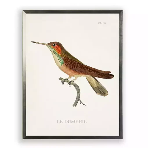 Hummingbird II Framed Art Print