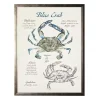 Nature Study of a Blue Crab Framed Art Print