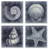 Nautical Seashells 4-pc. Canvas Art Print Set