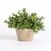 Green Boxwood Arrangement in Ceramic Pot