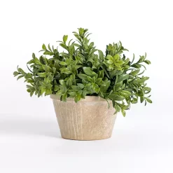 Green Boxwood Arrangement in Ceramic Pot