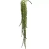 Green Senecio Bush