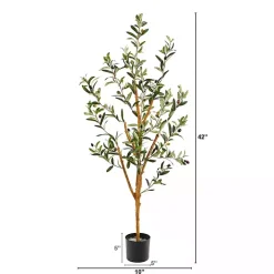 Slender Olive Branch Tree in Nursery Planter