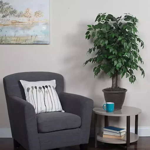 Wood Trunk Ficus Bush in Rattan Basket